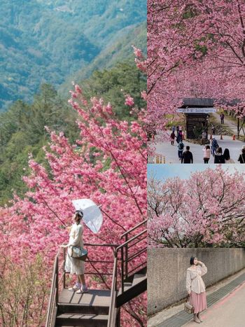 2025全台5大賞櫻景點推薦！陽明山爆美櫻花巷、福壽山農場、司馬庫斯粉紅花海夢幻炸！