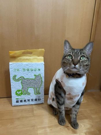 【寵物】莎賓A級嚴選豆腐砂（真茶香味）分享