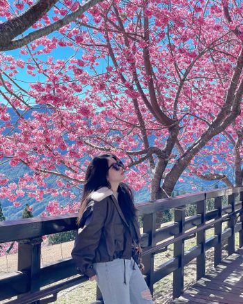 南投｜清境農場｜櫻花季必追🌸🌸🌸
