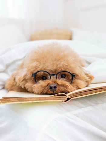 我最愛的就是小狗狗了🐶