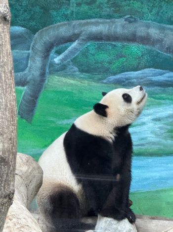 大美熊圓寶跟圓仔