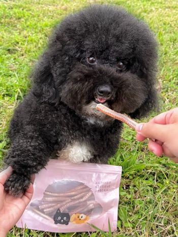 毛帽子寵物手工零食｜給予毛寶貝最純粹的美味🐾