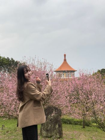 春天賞櫻🌸｜淡水天元宮