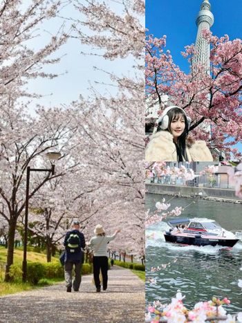 2025日本東京6大賞櫻景點推薦！木場公園爆美粉白櫻花海、隅田公園捕捉晴空塔櫻花美景夢幻炸！