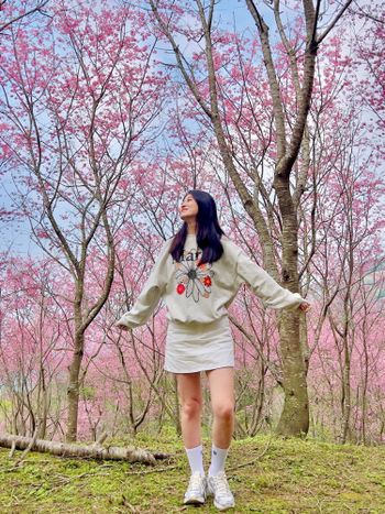 🌸 三峽櫻花季｜追逐浪漫粉紅雪，踏入夢幻花海 🌸