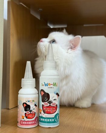 英短貓 & 長毛貓的耳朵保養日常分享🐾