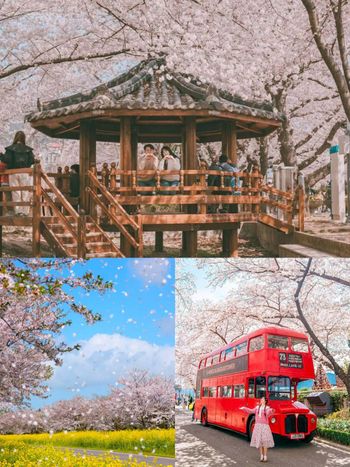 2025韓國6大賞櫻景點推薦！夢幻粉白櫻花隧道、濟州島櫻花+油菜花爆美景色⋯快手刀訂機票！