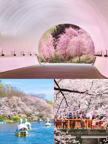 2025日本8大賞櫻景點懶人包！東京上野恩賜公園邊踩鴨子船邊賞櫻、漸層粉櫻花隧道夢幻炸！