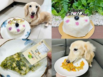 寵物鮮食推薦！營養健康元氣滿滿，超可愛手作寵物鮮食蛋糕，讓小臘腸咪咪的慶生儀式感滿滿！