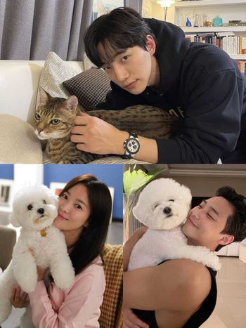 盤點7組超人氣韓劇演員VS寵物組合！朴敘俊愛犬「辛巴」太會搶鏡，俊昊、宋慧喬都是鏟屎官代表！