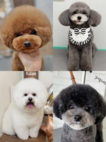 萌翻全場！玩具貴賓犬修剪風格5選，日本寵物美容院指名造型排行榜公開！