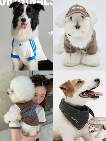 鏟屎官無條件獻出薪水！盤點4間超會出「寵物服飾」的時尚品牌！emis狗狗帽可愛炸！