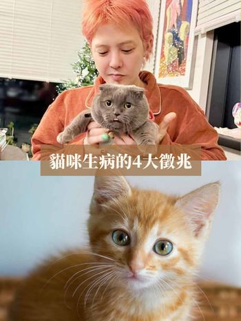 貓奴們手刀筆記！貓咪生病的4大徵兆一次看：變得愛喝水、母雞蹲原來都是不舒服的表現？