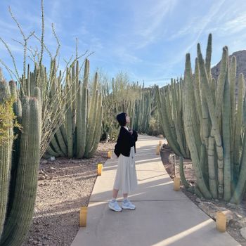 【美國-Arizona】亞利桑那州景點│沙漠植物園│Desert Botanical Garden