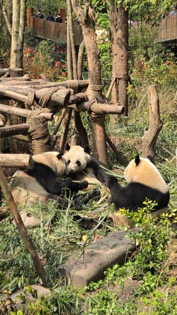 真的不是布偶裝！熊貓本熊可愛死了🐼成都自由行