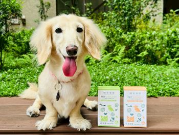 【 #歸毛家族 @Goodmofamily 】陪伴熟齡毛孩健康生活 🐾 時間過得好快～我們家小臘腸咪咪已經 13 歲啦
