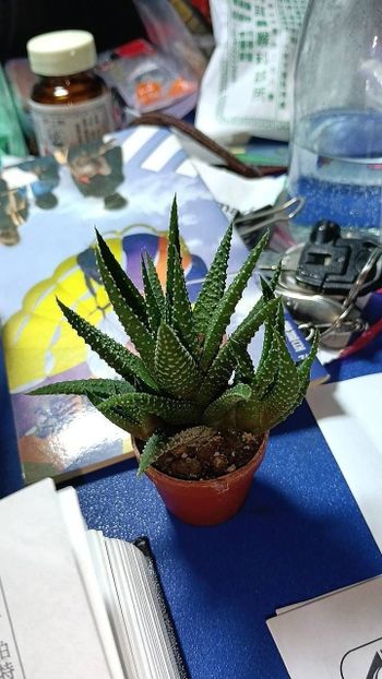 群力多肉化花園       著：   Siousinli 