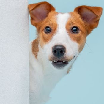 狗狗口腔懶人包