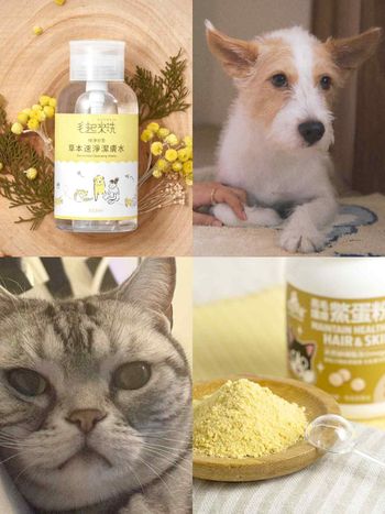 毛孩換季必知護理對策！四招溫和保養重點擊退皮膚乾癢＋濕疹，「這樣做」讓毛髮又柔又亮！