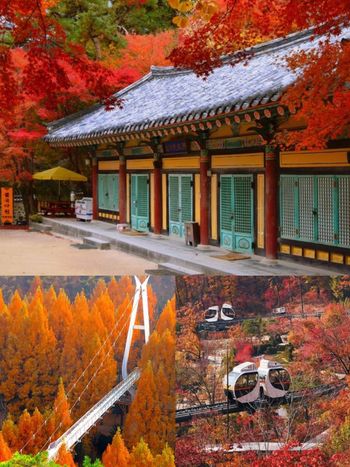 2025韓國賞楓6大景點推薦！慶州佛國寺楓紅景色美爆、「這裡」除了楓葉還有金黃落羽松太好拍！