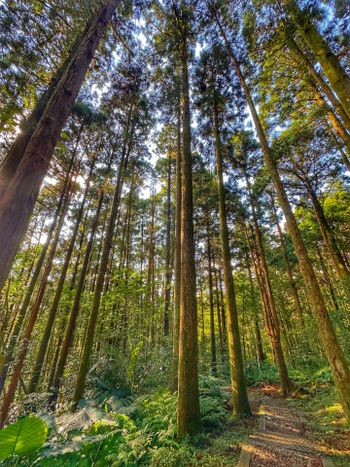 🌲 東眼山・森林裡的光與時間