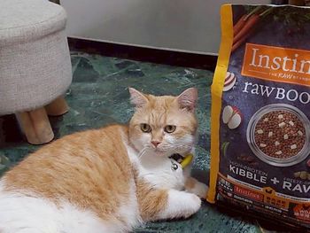 雞美國原點 Instinct 鮮凍乾實測，WDJ飼料推薦榜單上的秘密武器