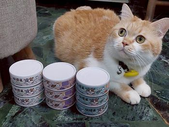 挑嘴貓主食罐推薦｜好米亞評價大公開！機能主食罐分享一次看