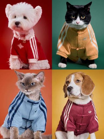 毛孩過年戰衣有了！adidas寵物系列「三葉草唐裝」曝光！穿這樣拜年一定拿紅包！