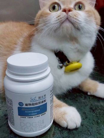 家裡的貓貓狗狗變得更有精神！雅米芙營養粉使用後的驚喜變化