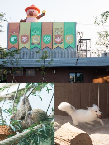 看BTS演唱會前就來這玩！高雄最新動物園區「野森動物學校」赤狐、樹懶20+種動物全都看得到太可愛！