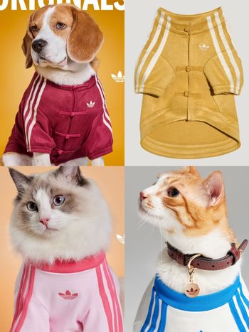 台灣終於買得到了！adidas新年寵物系列來了！竟然有「新中式外套」毛寶貝拜年戰服就它了！