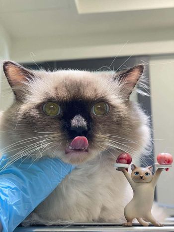 可憐的艾露寶寶😂