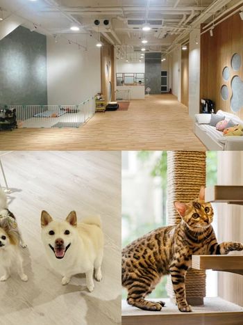 2026台北3大寵物旅館推薦！愛貓成癮媲美貓界五星級飯店、這間按體型分區讓主人超安心！