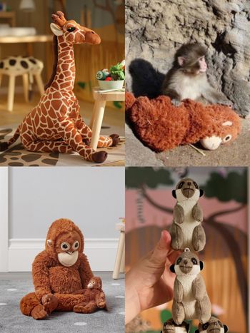 雲端姨姨們都在關注！日本小猴寶寶Panchi爆紅、從小被棄養靠「這隻」IKEA玩偶媽媽陪伴！