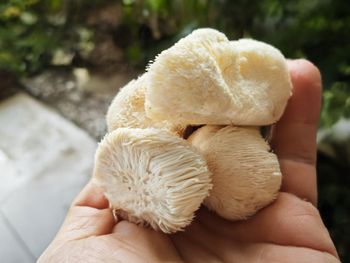 研究表示：猴頭菇可以增強記憶力