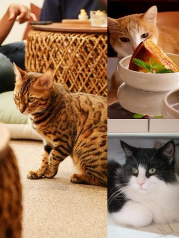 2025雙北4間貓咪咖啡廳推薦！呆萌賓士貓店長讓你擼到爆、還有Q翻「貓貓造型甜點」要吃！