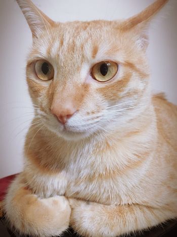 romandXZONFRIENDS』限定活動