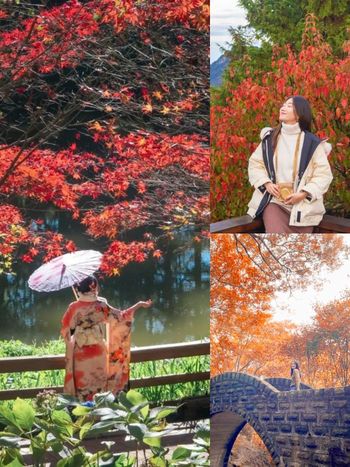 2025全台賞楓景點推薦！阿里山小笠原觀景台一片楓紅超夢幻、「這裡」除了楓葉還有落羽松拍起來美炸！