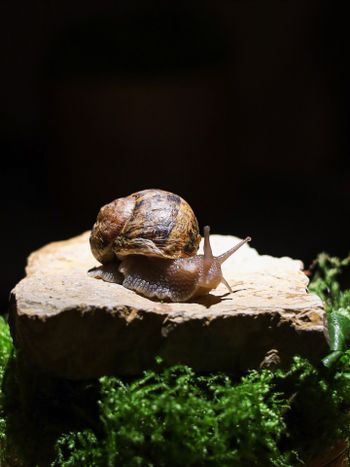 哥本哈根｜Noma 世界第一餐廳