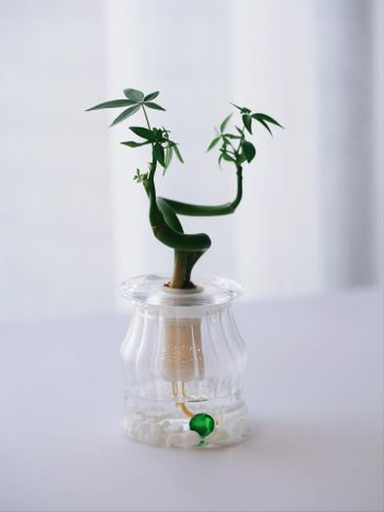 我一直是個養什麼植物都會走鐘的人 不是忘記澆水、就是太熱情亂照顧結果爛根