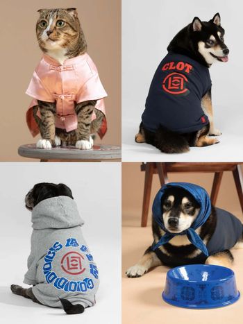 CLOT進軍毛孩時尚！全新「寵物系列」初登場！絲綢T恤、頭巾全都有，寶貝一秒變潮寵！