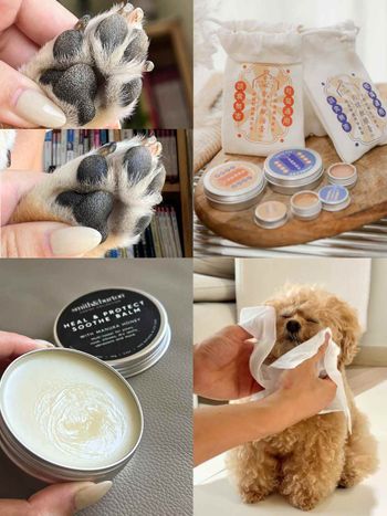 毛孩肉墊保養須知！肉球的功能＋三個主人必知養護重點，乾裂粗糙不見、輕鬆守護貓狗的粉嫩嫩肉球！