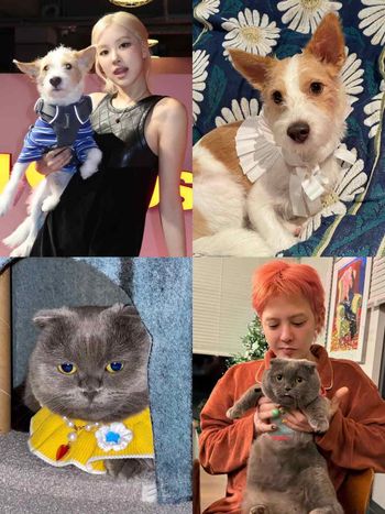 不只主人會穿！韓星「寵物造型」太狂！Rosé愛犬登雜誌封面、GD愛貓Zoa更是自己賺罐罐！