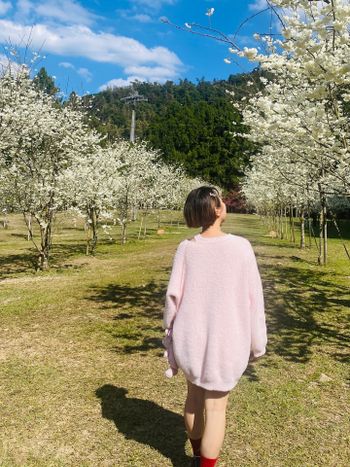 九族櫻花祭一日攻略｜從早玩到晚太值得！