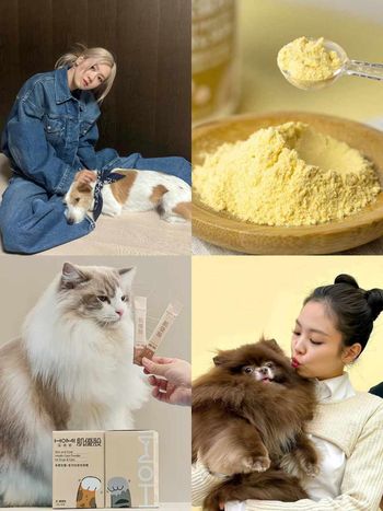 韓星「好髮質」毛孩盤點！Jennie博美Kuma、Rosé愛犬Hank、宋慧喬比熊Ruby，寵物亮毛＆肌膚保健品推薦！