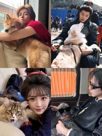 盤點陸劇頂流明星「神祕室友」！劉宇寧親寫詞曲寵溺、田曦薇抱巨貓上班、侯明昊胖柴不離身，私下根本全是卑微毛孩奴！