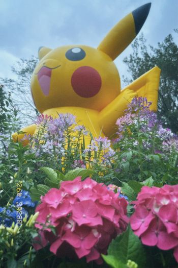 偷偷探頭的⋯⋯皮卡丘‎꒰՞ ܸ. .ܸ՞꒱