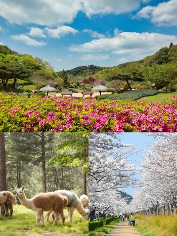 2026春季6大韓國旅遊景點推薦！江陵鏡浦湖櫻花海美翻天、首爾近郊跟羊駝近距離接觸太療癒！