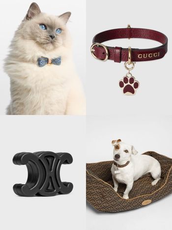 毛孩行頭比我還貴！8款奢華「精品寵物配件」推薦！LV蝴蝶結、GUCCI頸圈萌到爆、CELINE狗玩具擺著都好看！