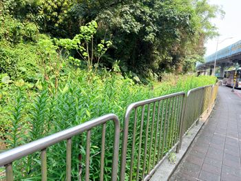 百合花季即將開始